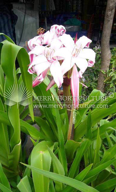 Crinum spp